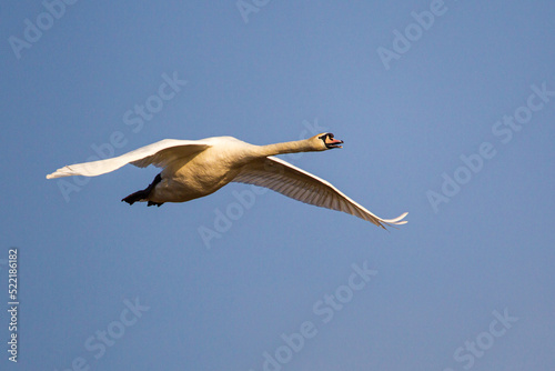 Mute swan flying past against a clear blue sky