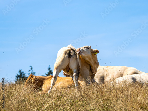 cows in the field