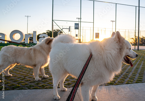 two dogs playing in the street