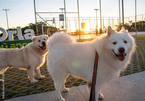 two dogs playing in the park