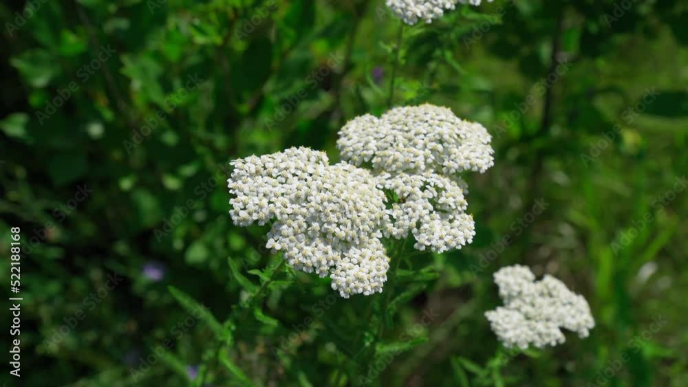 Yarrow with white flowers grow in the sunny garden, blurred background. Selective focus Yarrow with white flowers grow in the sunny garden, blurred background. Selective focus