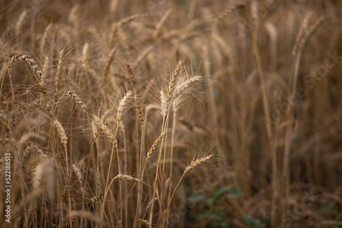 Ripe wheat in the field  background