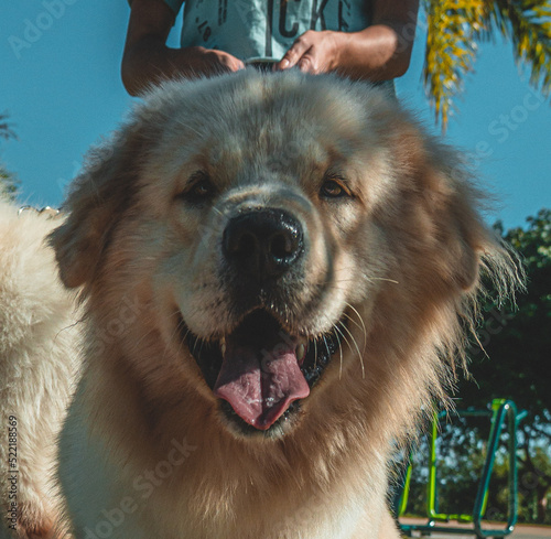portrait of a dog