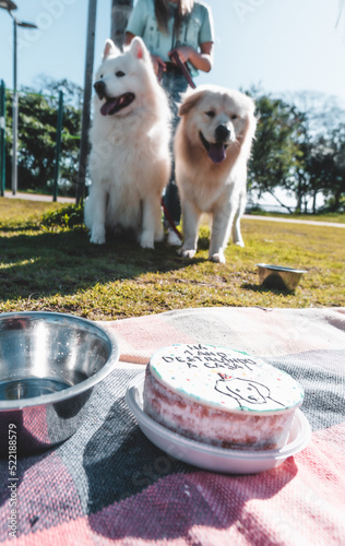 two dogs playing in the park