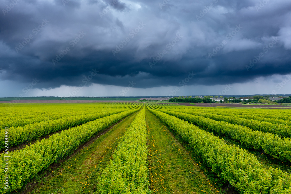 Stunning green rows of black currant bushes and dark storm clouds.