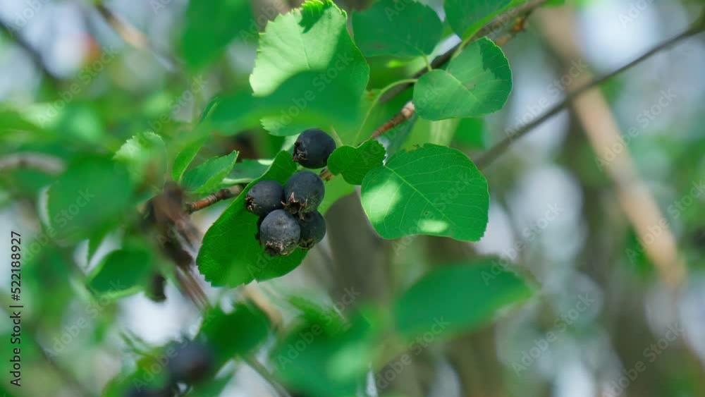 Maleae Irga amelanchier is genus of plants of tribe apple Maleae of pink ...