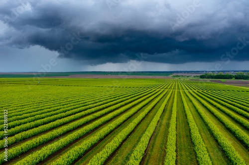 Stunning green rows of black currant bushes and dark storm clouds.