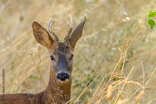 Wallpaper Mural Portrait of a curious deer in a dry grass field Torontodigital.ca