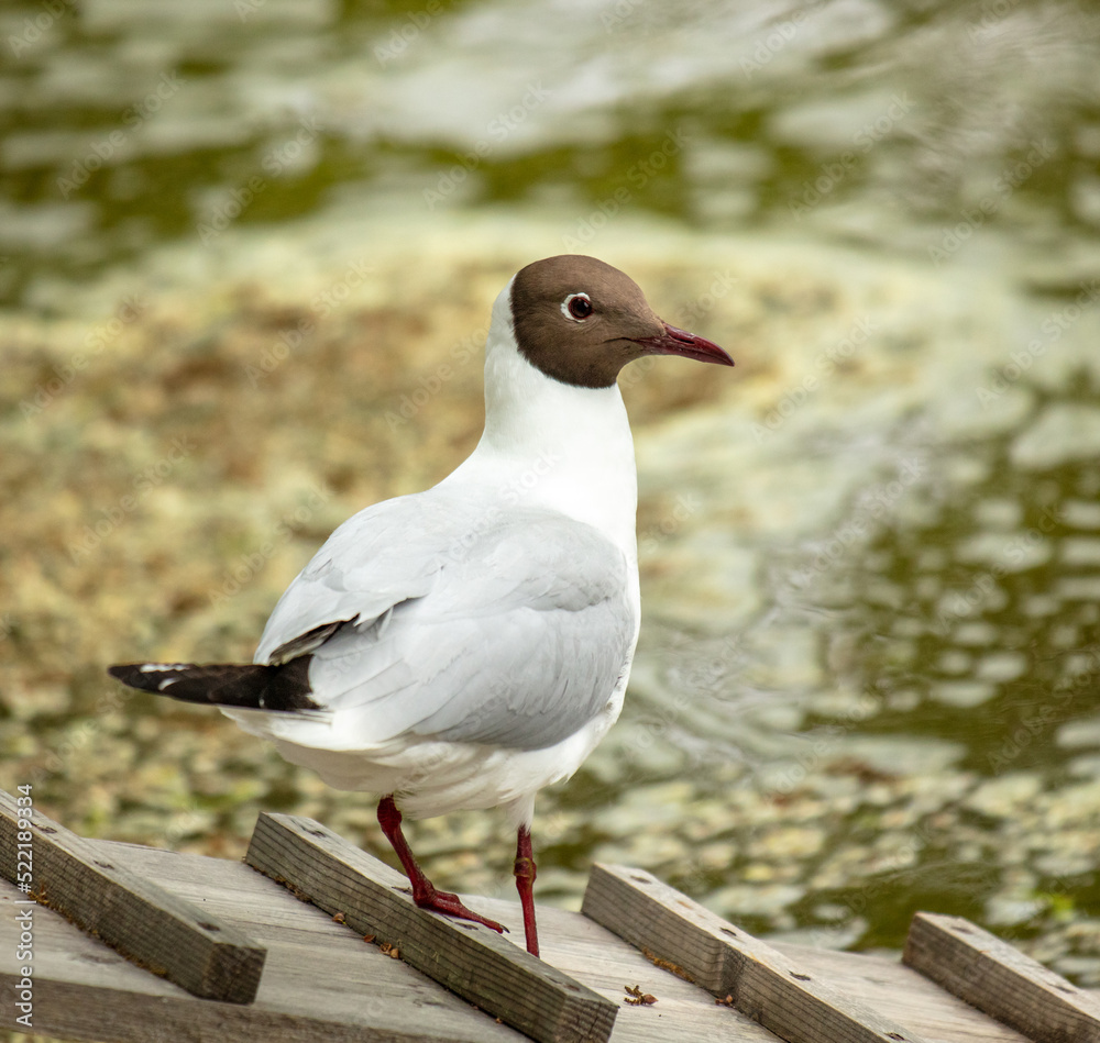 Naklejka premium Portrait of a seagull bird in nature.