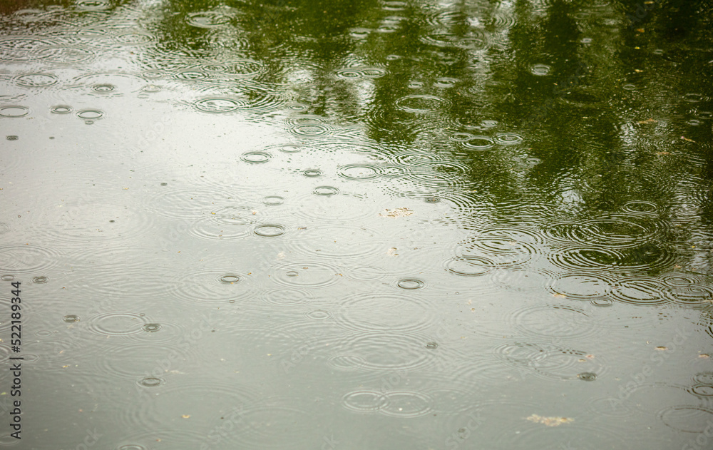 Raindrops on the surface of the water in the pond. Raindrops on the surface of the water in the pond.