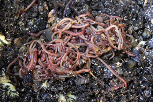 Close up of compost worms in a garden