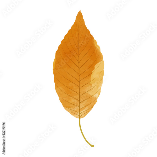 Vector watercolor illustration of an autumn yellow leaf isolated on background. © nekonome