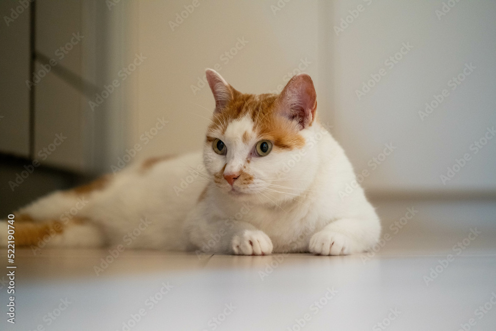 A cat at evening kitchen floor