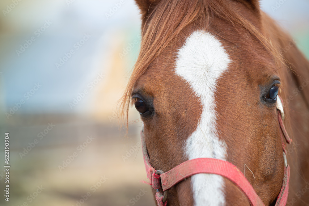 Obraz premium Horse. Portrait, head on a pastel blurry background