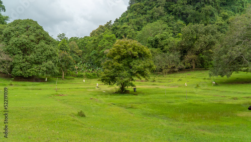 Panorama di pegunungan dengan padang rumput dan pohon tunggal. Landscape with trees photo