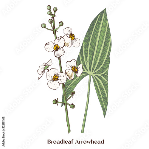 Broadleaf arrowhead isolated on white