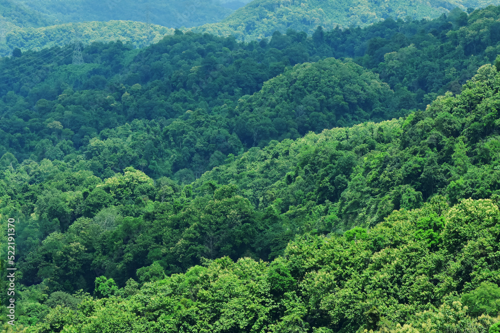 View of forest and green leaves beautiful nature