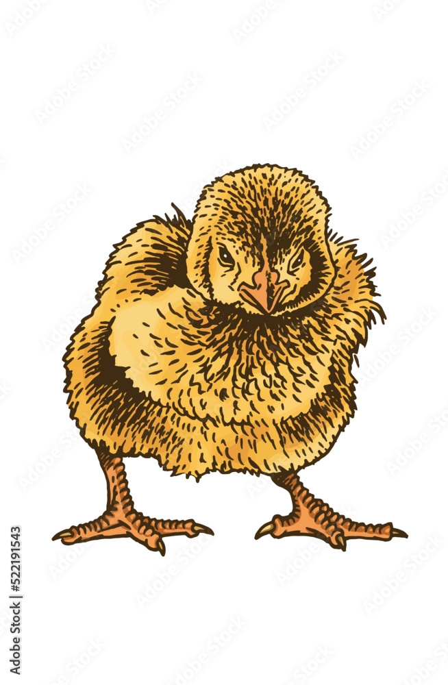 Obraz premium Vector yellow chick isolated on white, color illustration. International egg day graphical element