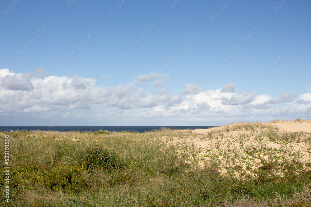 Fototapeta premium grass on the sandy beach