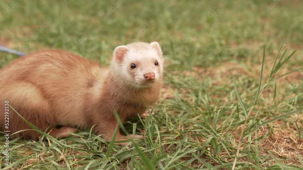 the red-haired domestic ferret is walked on a leash on the lawn. unusual pets. food and accessories for rodents. the red-haired domestic ferret is walked on a leash on the lawn. unusual pets. food and accessories for rodents.
