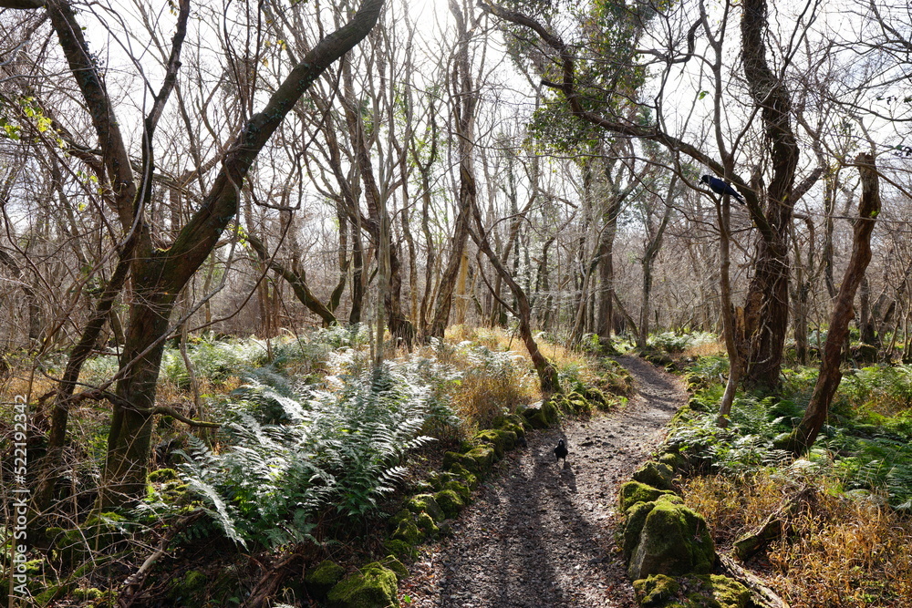 autumn forest and path in the sunlight autumn forest and path in the sunlight