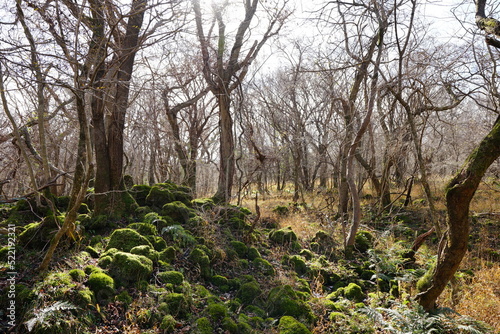 mossy rocks and bare trees in autumn forest