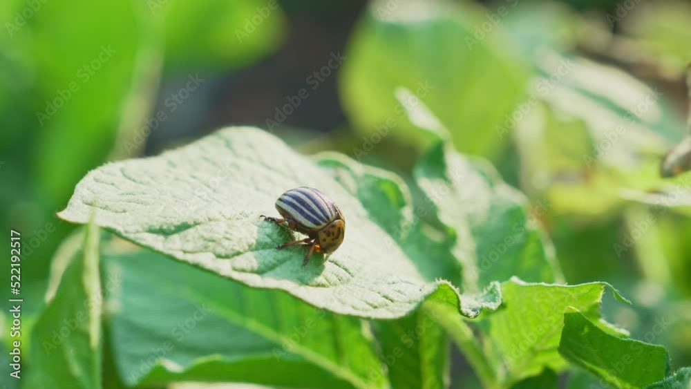 Colorado beetles on potato leaves. control of harmful insects. work on the farm. Stock Video