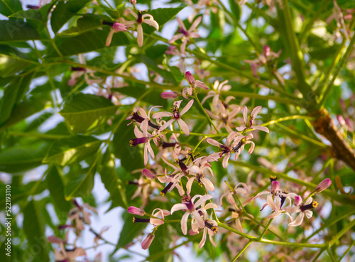 Melia azedarach (chinaberry tree, pride of India, Persian lilac, Indian lilac, syringa berrytree) photo