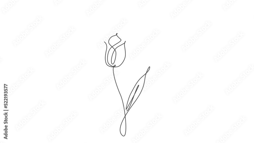 Animated self drawing of continuous line drawing abstract tulip flower. Minimal fresh beauty natural concept. Home wall decor, poster, tote bag, fabric print. Full length single line animation. Animated self drawing of continuous line drawing abstract tulip flower. Minimal fresh beauty natural concept. Home wall decor, poster, tote bag, fabric print. Full length single line animation.