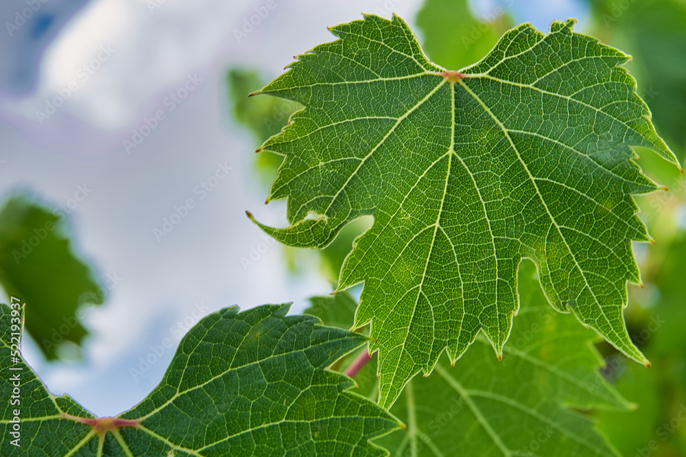 green grape leaf against the sky, visible vascular arrangement of the leaf green grape leaf against the sky, visible vascular arrangement of the leaf