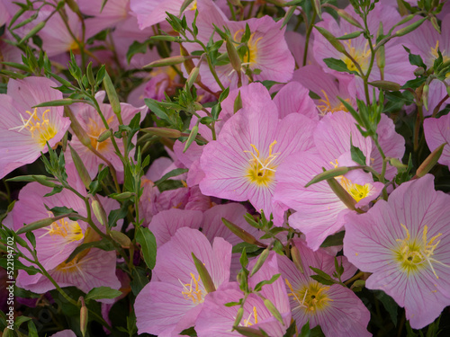 Evening primrose Oenothera rosea pink garden flower photo