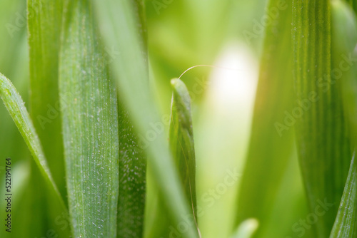 Green grass texture as background. selective focus. artistic abstract spring or summer background with fresh grass