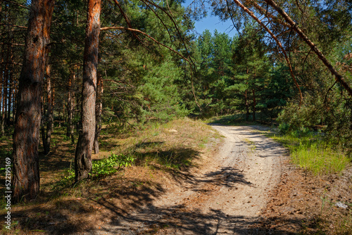 Road in a pine forest in summer on a sunny day