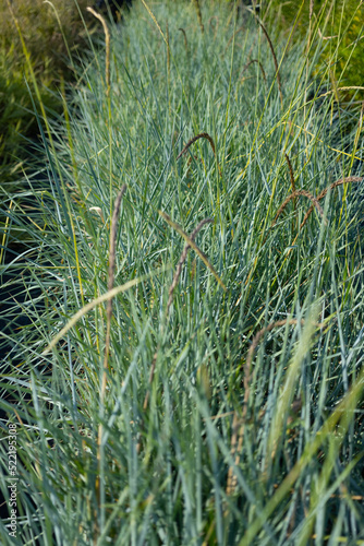 Little bluestem grass on a bright sunny summers day.  Schizachyrium scoparium or beard grass, is a North American prairie grass native to most of the United States. Carbon Neutral. photo