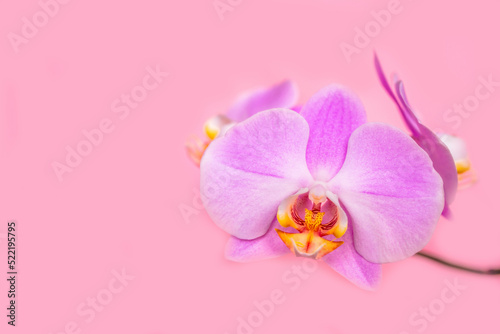 A branch of purple orchids lies on a pink background
