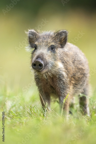 Wild boar piglet portrait at summer
