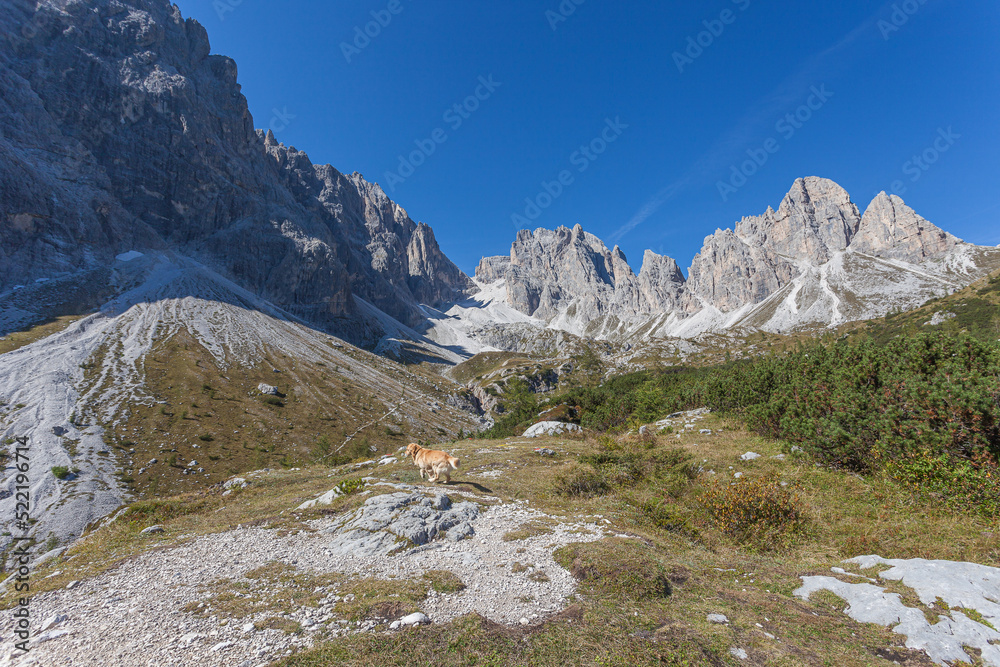 Panorama of Cima Undici and Croda Rossa di Sesto Mountain in Comelico region with green meadows and blue sky, Dolomites, Italy. Dog in the center of the photo