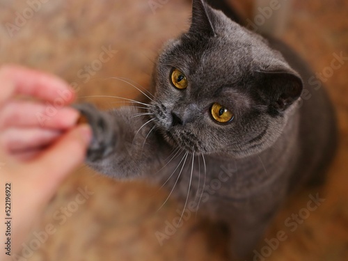 A grey British shorthair cat catches a man's hand with its paw. A traditional British domestic cat. The color variant is "British Blue"