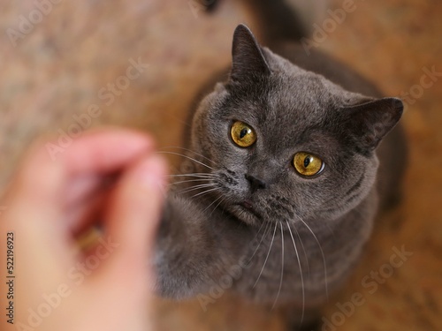A grey British shorthair cat catches a man's hand with its paw. A traditional British domestic cat. The color variant is 