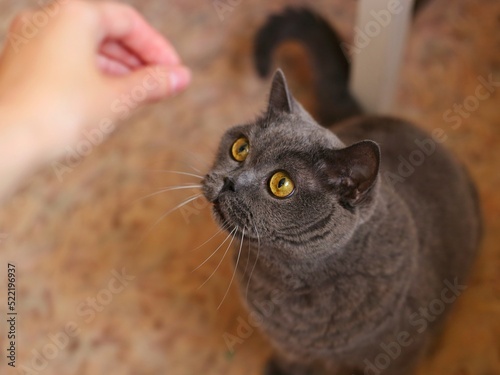 A grey British shorthair cat looks at a man's hand. A traditional British domestic cat. The color option is 