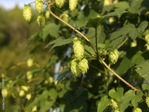 Green fresh hop cones for making beer. agricultural background.