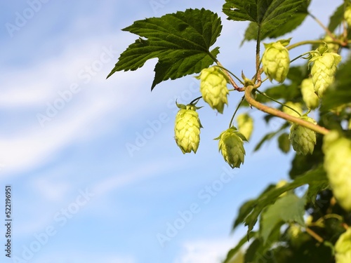 Green fresh hop cones for making beer. Branches of hops against the blue sky. Agricultural background.