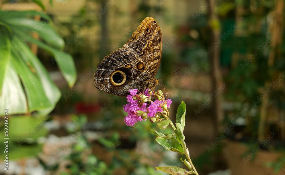Fototapeta premium The forest giant owl butterfly (Caligo eurilochus) in a detail close up photo. Beautiful insects of the world, nature details photography.