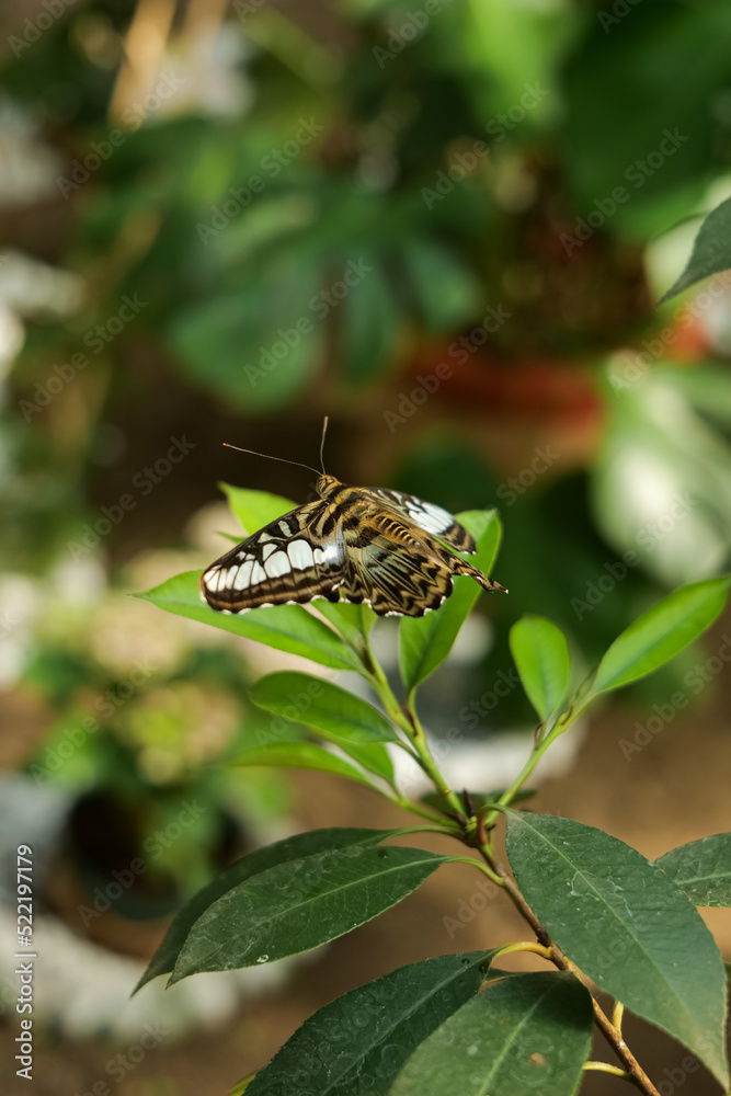 Exotic tropical rare breed butterfly in a detail closeup photo. Beautiful insects of the world, nature details photography. Exotic tropical rare breed butterfly in a detail closeup photo. Beautiful insects of the world, nature details photography.