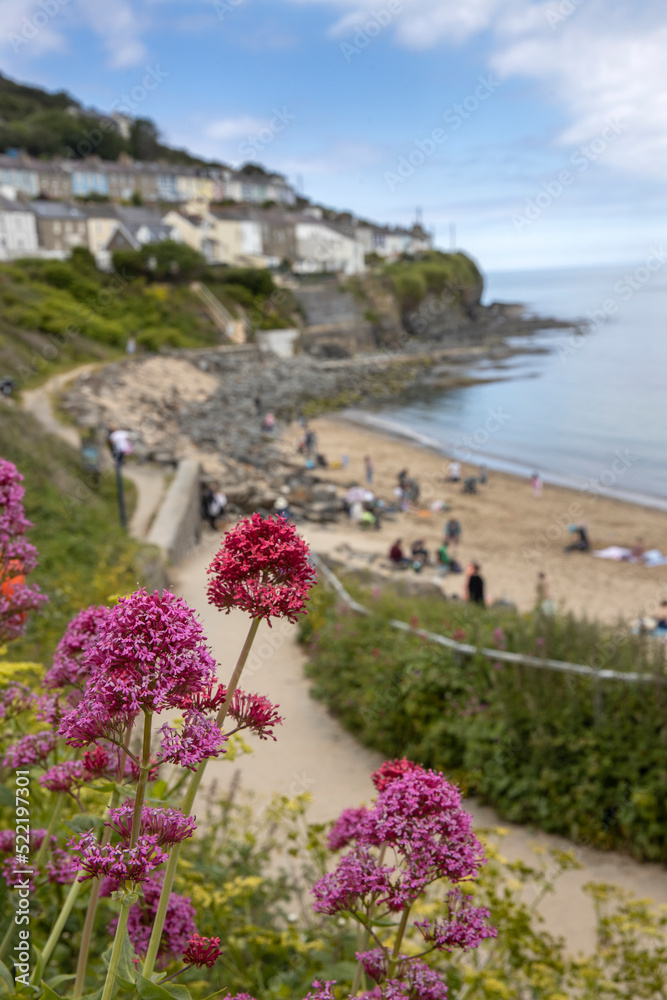Bay, beach, Coast, sea, New Quay, Wales, UK, England, Great Brittain, seaside resort, flowers, 