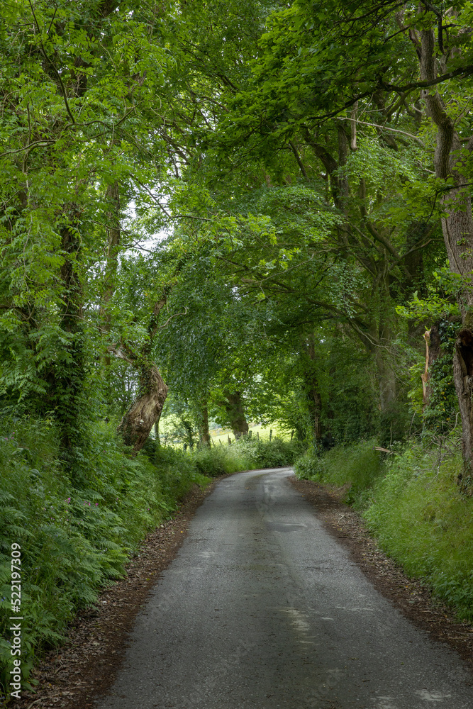 Narrow country road with Oak trees. Cardigan, county. Wales. England. UK. United kingdom. Narrow country road with Oak trees. Cardigan, county. Wales. England. UK. United kingdom.