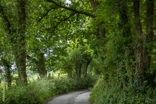 Narrow country road with Oak trees. Cardigan, county. Wales. England. UK. United kingdom. photo