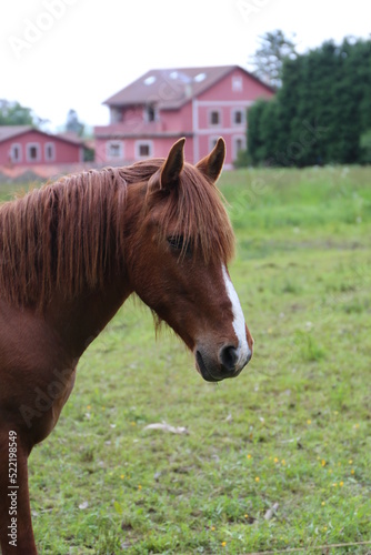 Caballo