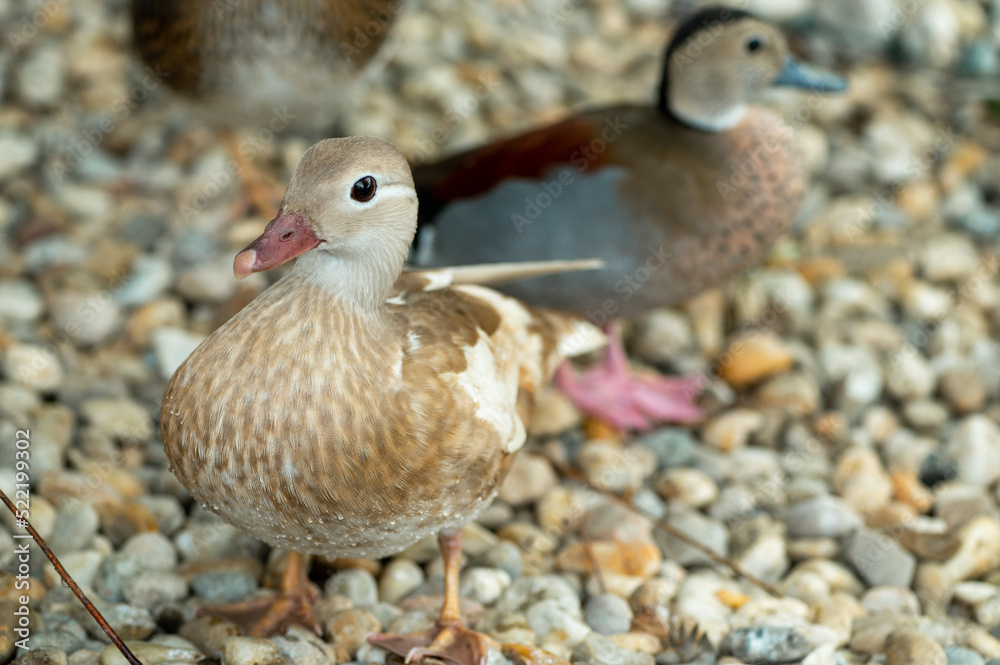 Pair of mandarin ducks Pair of mandarin ducks