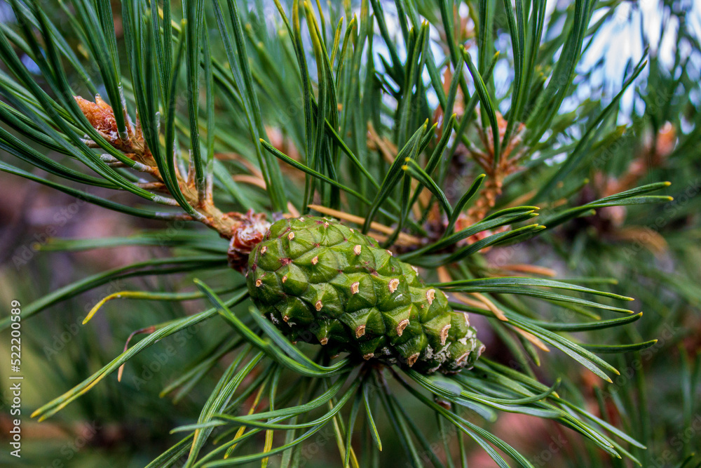 Green pine cone hanging on fir needles branch Green pine cone hanging on fir needles branch